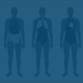 Human Anatomy - Wellness_F&V Blue